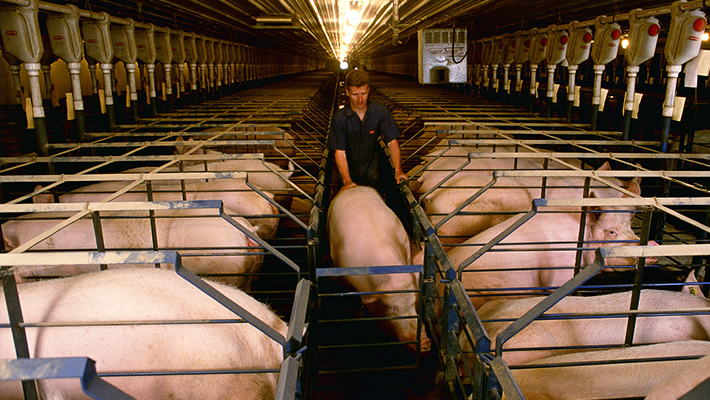 標(biāo)準(zhǔn)母豬場(chǎng)方案